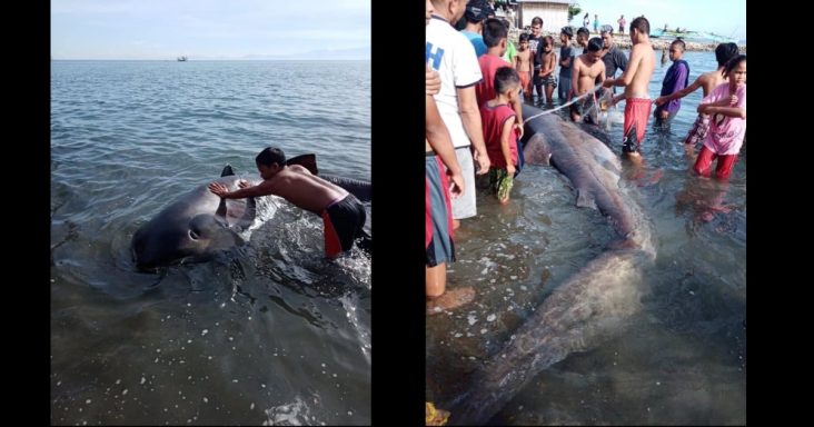 One of largest shark species in the world found in Agusan del Norte