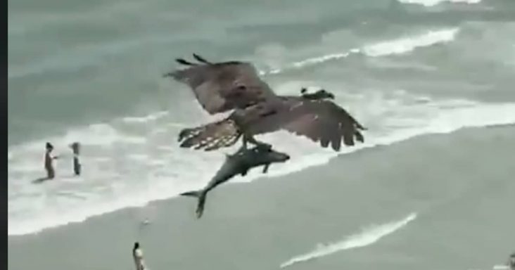 VIDEO: Large flying Osprey plucks out a shark-like fish out of the ocean
