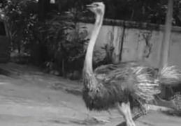 Viral ostrich running loose in a subdivision in Quezon City passes away