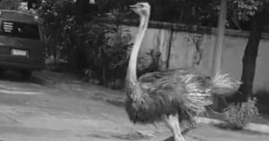 Viral ostrich running loose in a subdivision in Quezon City passes away