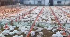 Over 43,000 chicken die to heatstroke in poultry farm in Laguna