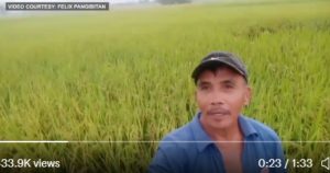 #KardingPH 'Sayang ang ganda ng palay' A farmer worries for his rice field