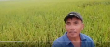#KardingPH 'Sayang ang ganda ng palay' A farmer worries for his rice field